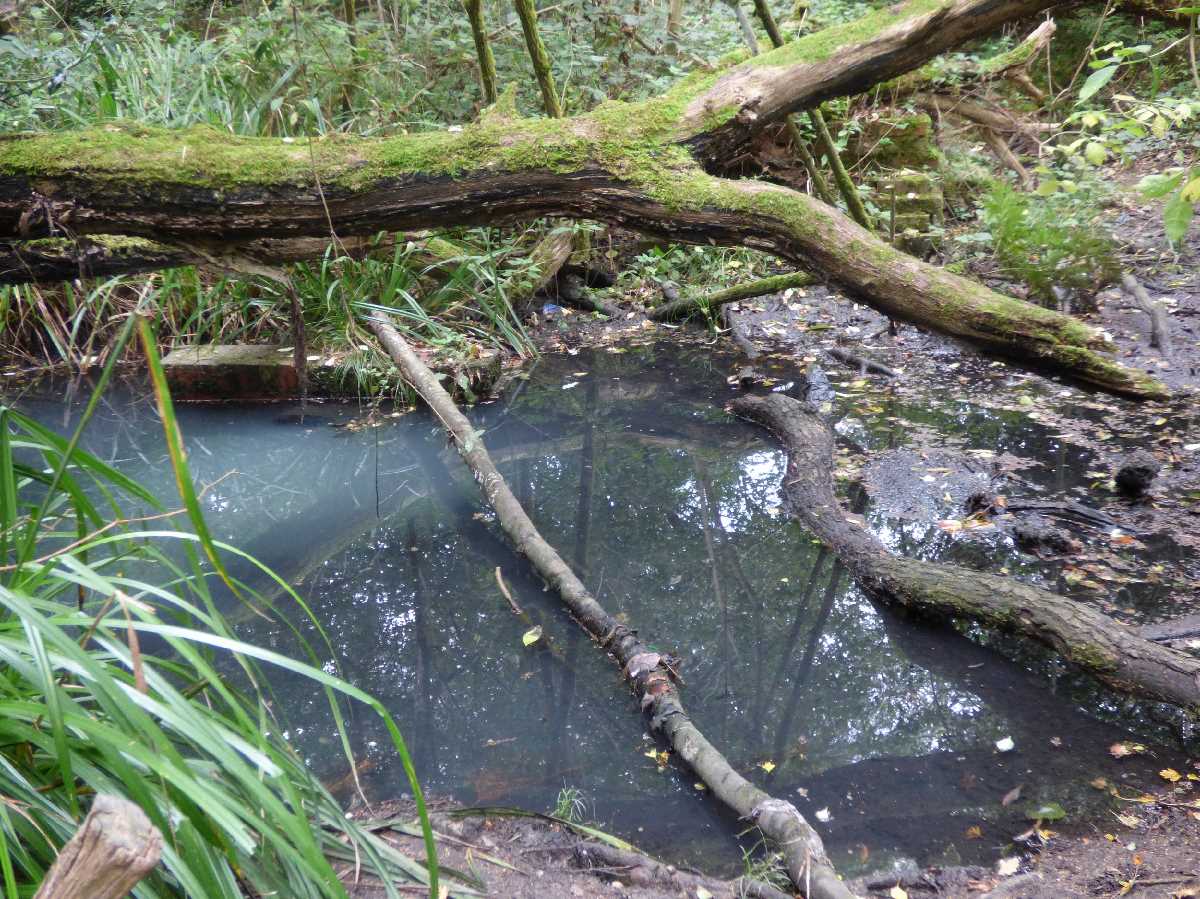 Moseley Bog - fallen tree and pool of water